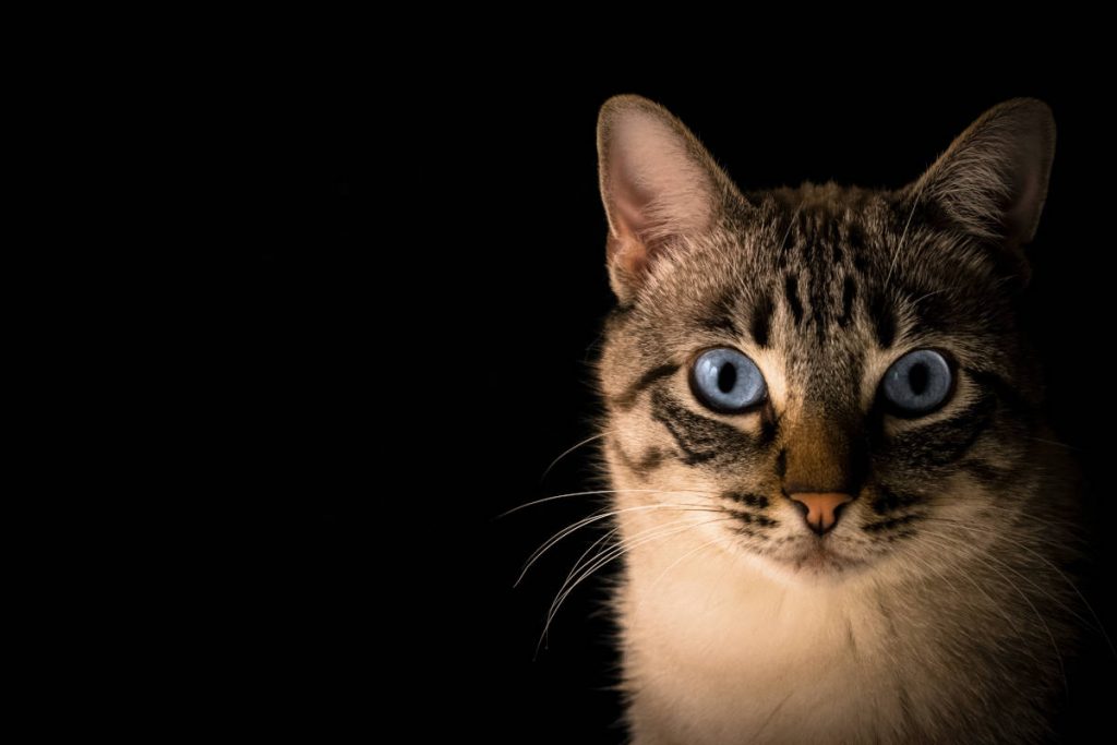Pacto Visual CWOzOnSoh6Q Unsplash 1024x683