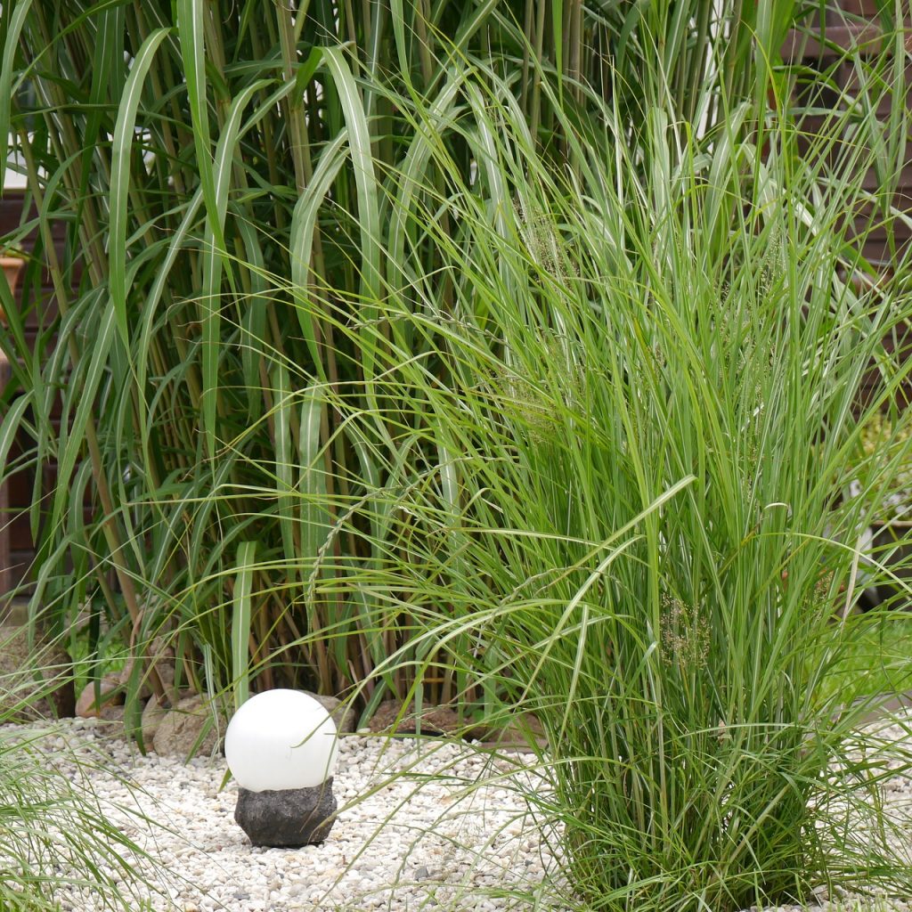 miskant-morning-light-chinski