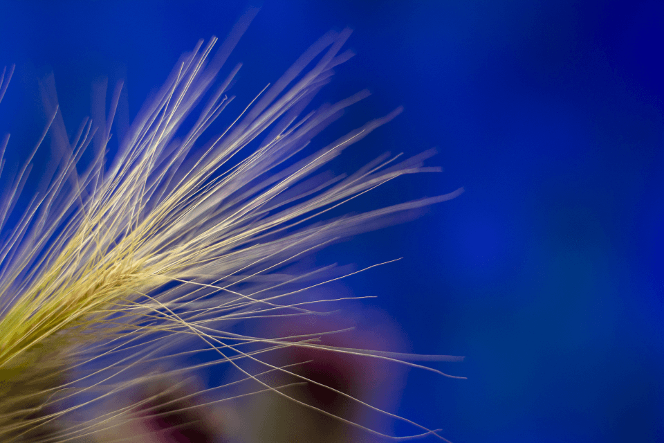 Rośliny ogrodowe Co to jest Miscanthus Gracillimus