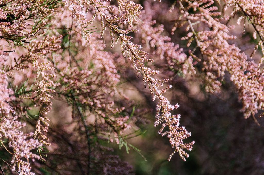 tamaryszek-francuski