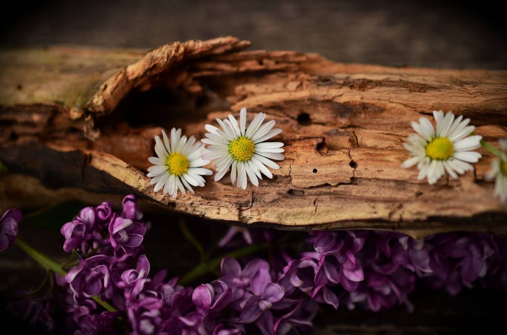 Daisy 1406895 1920 Wp 1024x678